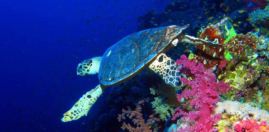 Global Eco Watch: Red Sea turtles are now mostly being born female due ...