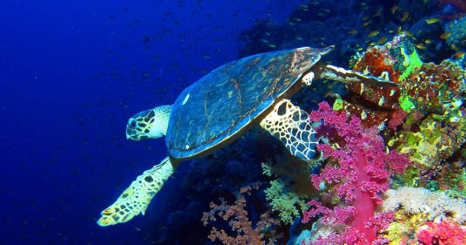 Global Eco Watch: Red Sea turtles are now mostly being born female due ...