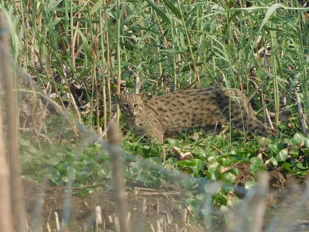World Wildlife Day Firstever survey on fishing cats of the Chilika starts