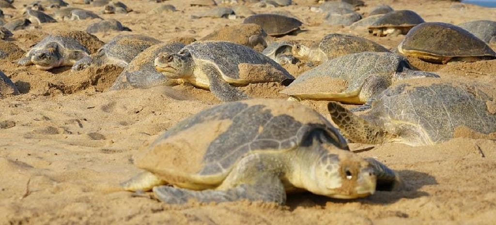 Mass-nesting of turtles begins at Odisha’s Gahirmatha