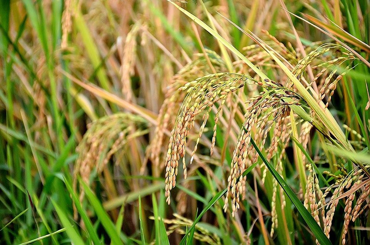 GMO rice from India withdrawn in EU: Indian coalition asks for action