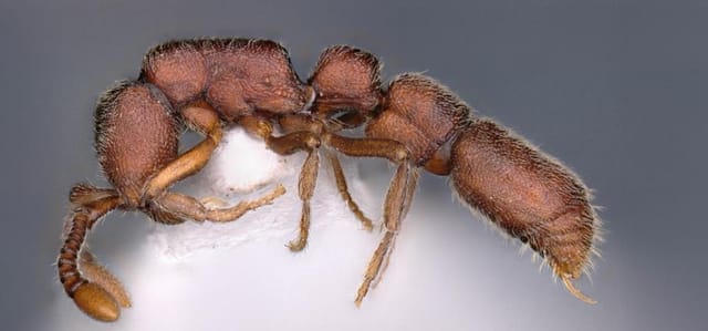 29 new insect species identified in south, North East India