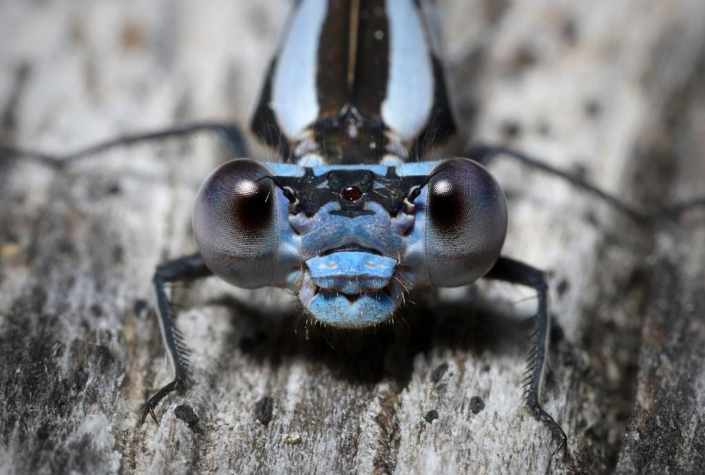 Climate change triggering global collapse in insect numbers: Stressed ...