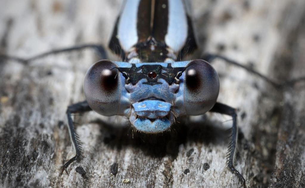Climate change triggering global collapse in insect numbers: Stressed ...