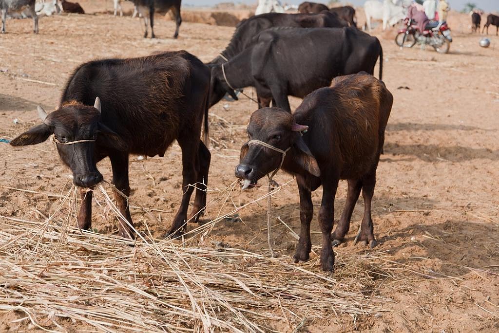North India faces an acute fodder shortage, courtesy wheat crisis ...