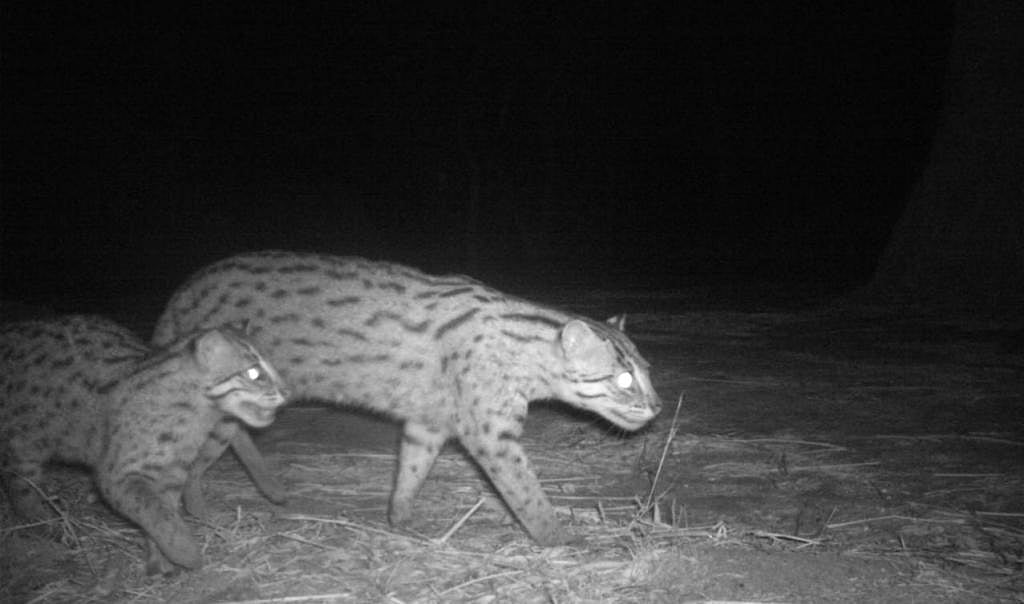 Chilika lake has 176 fishing cats, survey reveals