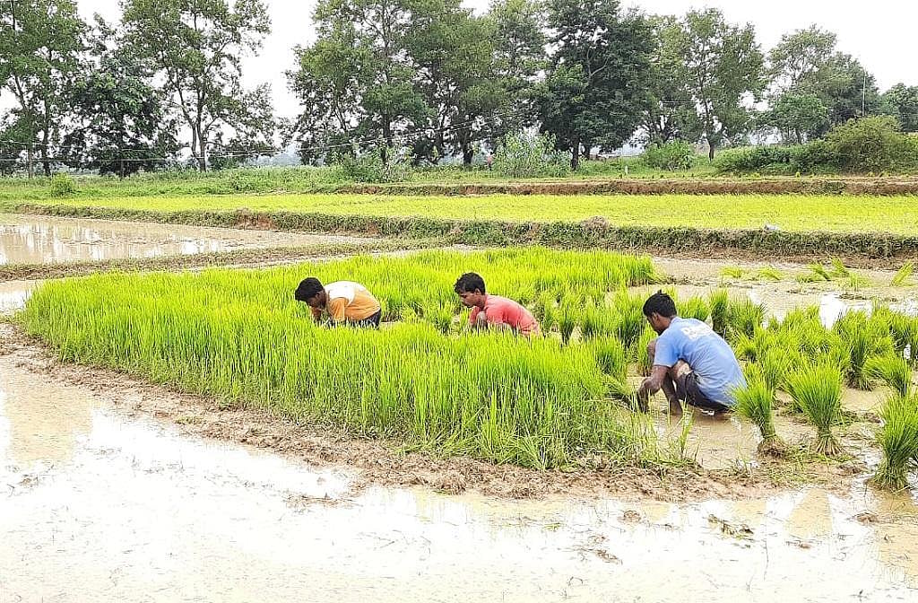 Monsoon 2022: Jharkhand farmers give up on paddy harvest due to scanty ...