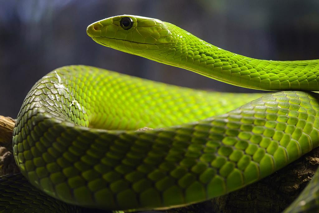 Venoms of 26 deadly snakes in sub-Saharan Africa classified