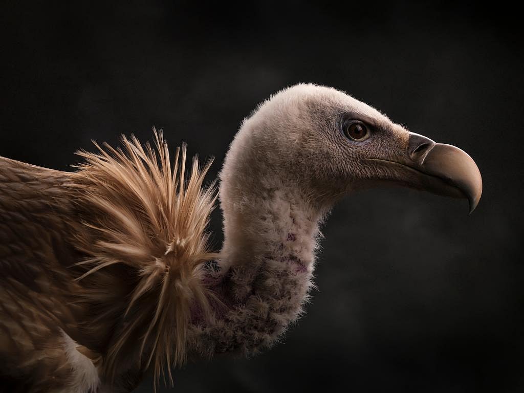 In defence of vultures, nature's early-warning systems that are ...