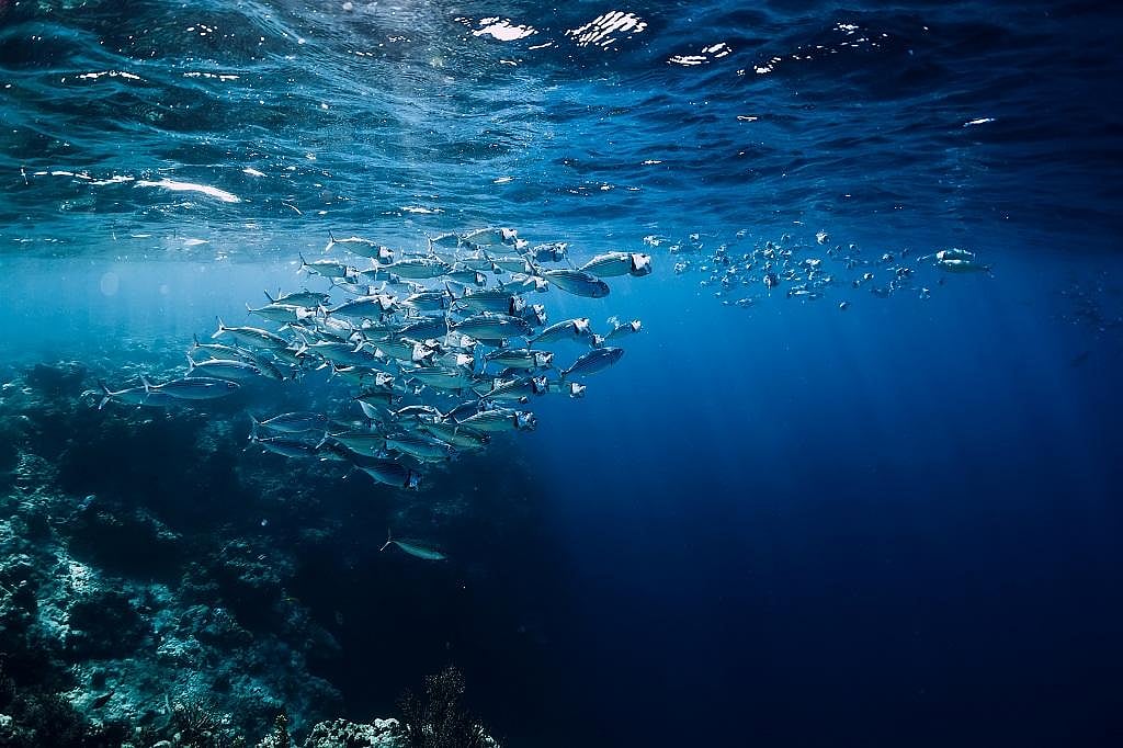 Global warming pushes marine fish to polar waters: Study