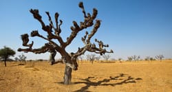 Khejri – the wonder tree of Thar desert