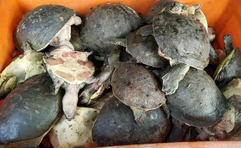Tortoise & hard-shell turtle smuggling network wider, more organised ...