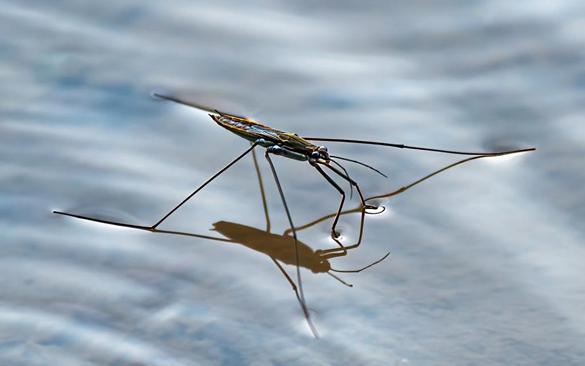 Climate change influences rise and fall of insect populations: Study