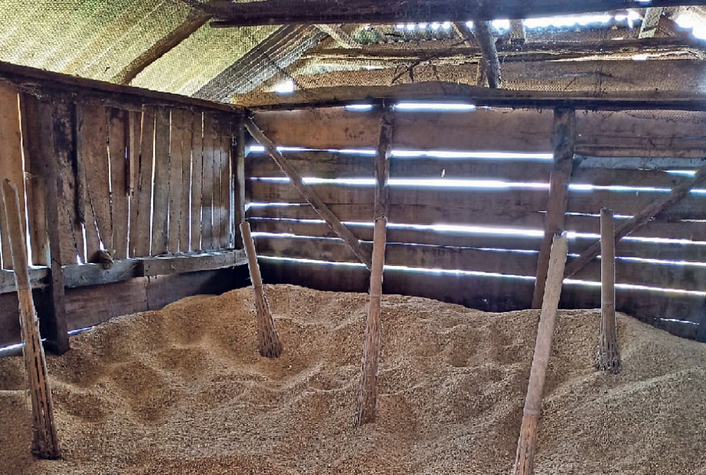 Harvesting Legacy: Seed preservation and storage among the Ao and Sümi Naga