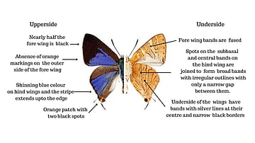 New butterfly species endemic to Western Ghats discovered in Karnataka