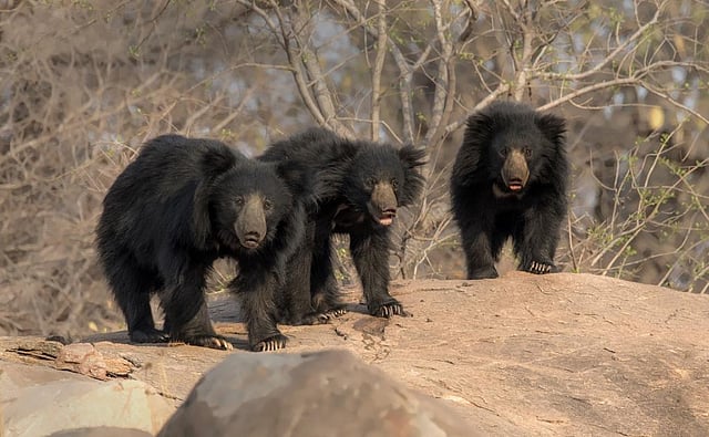 In Jambavan’s land: Sloth bears mostly coexist peacefully with humans