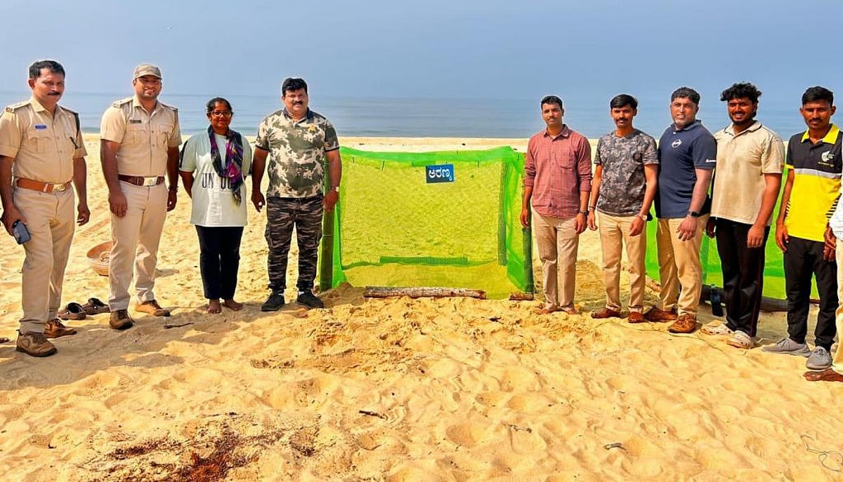 Olive Ridley turtles are back on Mangaluru beaches!