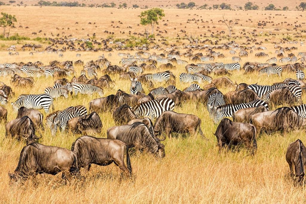Serengeti migration: fire and rain affect how zebras, wildebeest ...