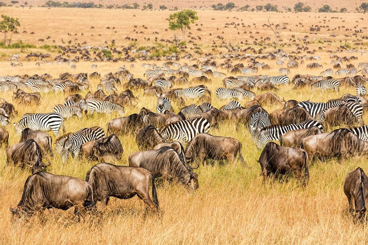 Serengeti migration: fire and rain affect how zebras, wildebeest ...