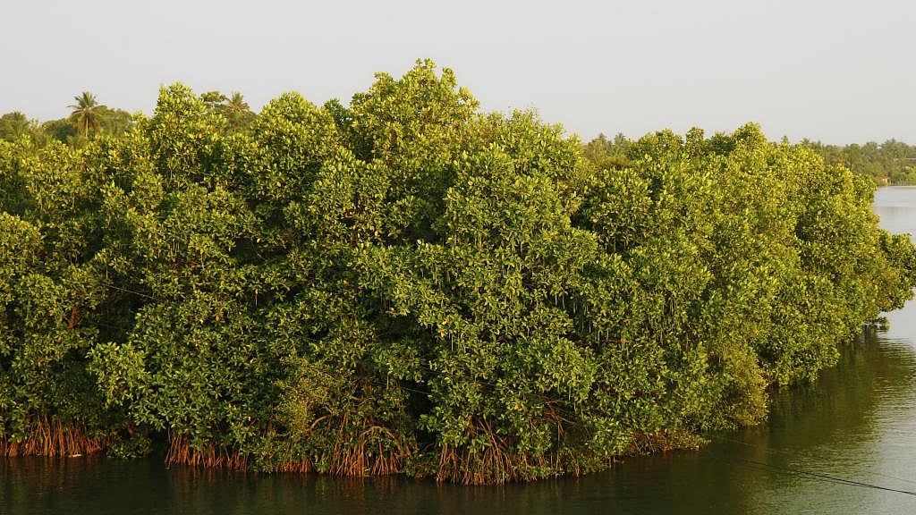 Over half of world’s mangroves face collapse due to human actions and ...