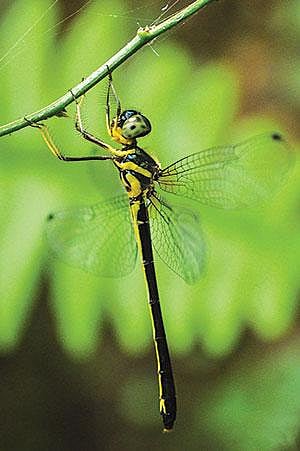 GOA】DRAGONFLY ORDER ODONATA 1996 Order Odonata [Full compilation