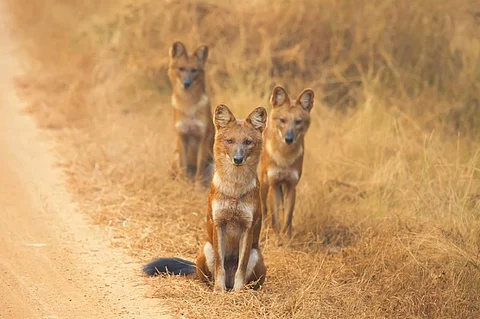 The iconic red dog or Asiatic wild dog, the dhole (Cuon alpinus) has been at the receiving end of human actions till now. But recent years have slowly peeled away layers of ignorance regarding the species. There has been a substantial increase in the scientific and conservation focus on dholes. 