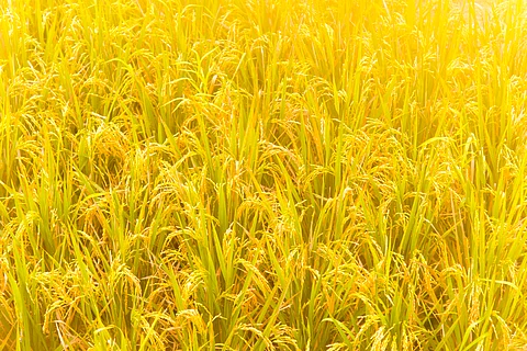 A field of golden rice