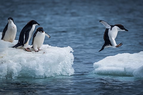 How politics and climate could affect the Antarctic Treaty