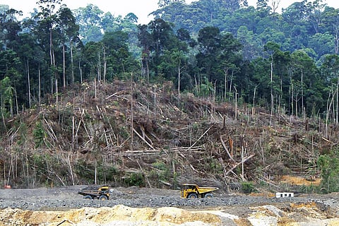Indonesia is home to the world’s third-largest rainforest

