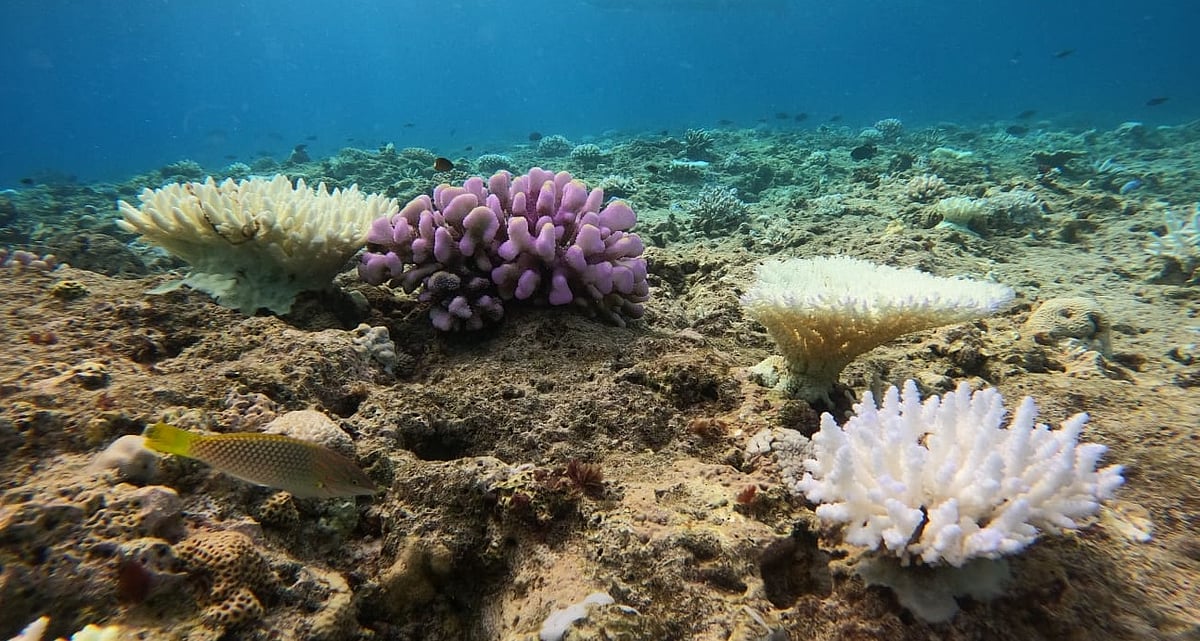 Lakshadweep worst-affected by coral bleaching on India's coastline, scientists tell DTE