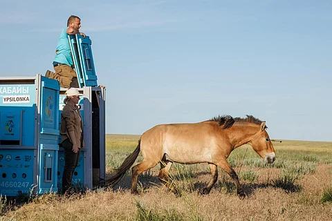 The Przewalski’s Horse (pronounced Shuvalski) or ‘Takhi’ in Mongolian, the world’s only true wild horse, is back on the Kazakh Steppe, the Kazakhstan section of the Eurasian Steppe, the great band of grassland that stretches from Hungary in Europe to Manchuria in East Asia. This photo shows a Takhi being released.