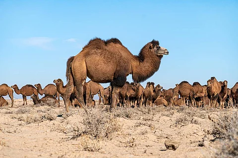 Attractions can go both ways: Sometimes smaller or less aggressive domestic males may mate with wild females. Photo: iStock