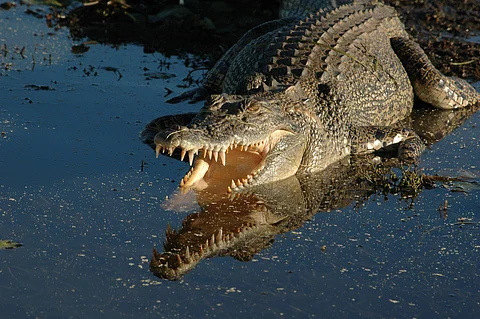 Prior to the latest incident, the last fatal attack in the NT occurred in 2018 when an Indigenous ranger was killed while fishing with her family. Photo: iStock