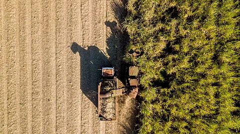 Strategic planting of ‘energy’ crops could mitigate biodiversity loss, study finds