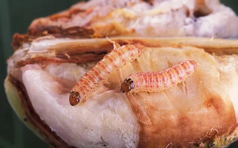 The findings showed that mean duration of egg, larval and pupal development was significantly longer at 20 degrees Celsius compared to 40 degrees Celsius. Photo: Wikimedia Commons 4.0 CC