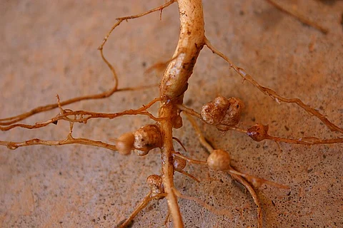 Unexpected discovery reveals zinc’s crucial role in making legumes resilient to climate change
