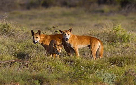 Dingoes in the Australian Bush