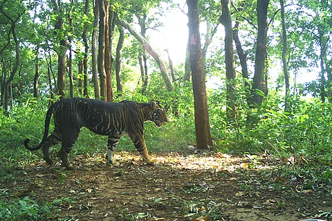 A melanistic tiger in the Simlipal Tiger Reserve