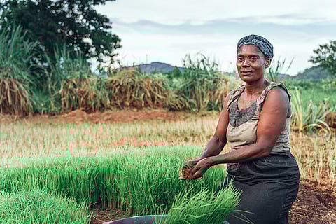 Sierra Leone’s women farmers use a custom called bora to access land – but it’s making them more vulnerable