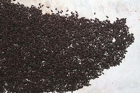 Eerie tales of Mupli beetle invasion in Kerala: Are insect-human conflicts intensifying in a warming world?