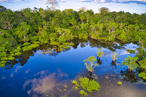 Protecting Africa’s high integrity forests with innovative financing
