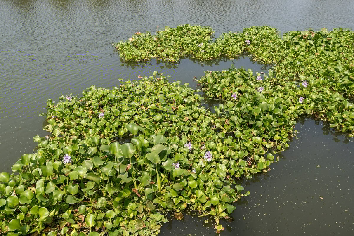 Rethinking Invasive Species Climate Change Calls for a New Approach