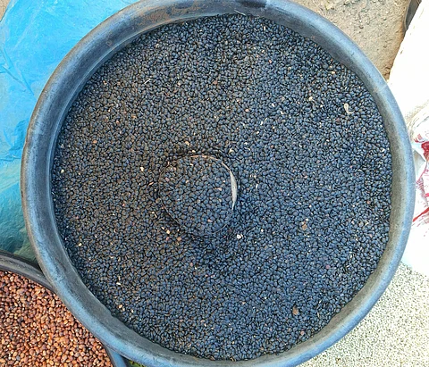 Horse Gram: Neglected climate-resilient and nutritional powerhouse