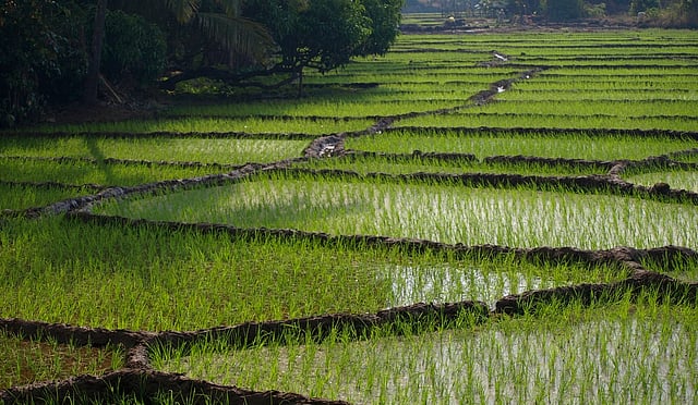 Spatial Climate Effects on Rice Farming in India: New Study Reveals Key ...