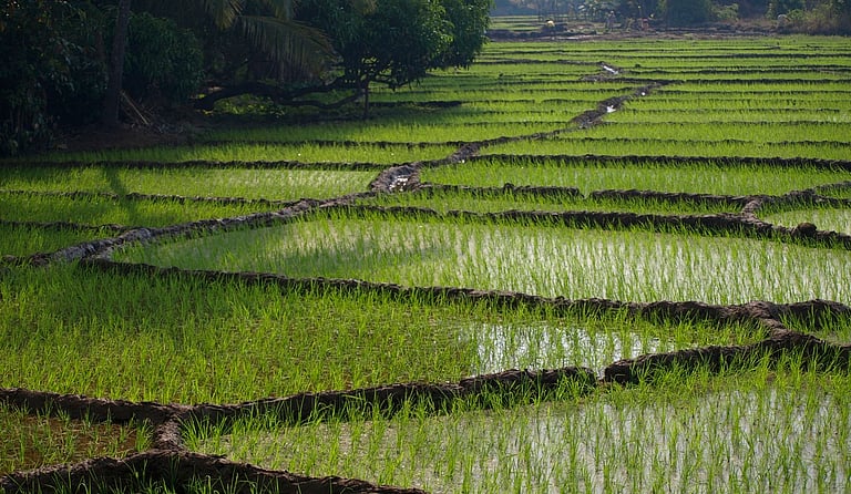 Spatial Climate Effects on Rice Farming in India: New Study Reveals Key ...