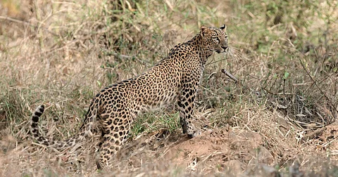 Leopards take centre-stage as politicians promise to address human-wildlife conflict in poll bound Pune