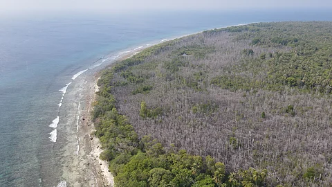 Some islands have lost more than 50% of their mangrove forests.