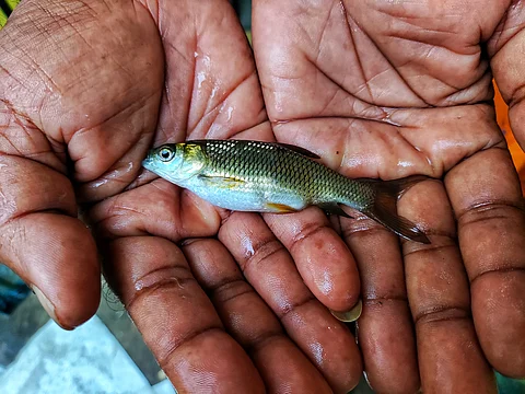 WAAW 2024: Emerging technologies in aquaculture to promote increased production while preventing diseases