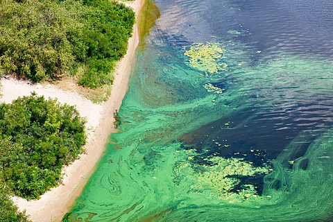 Madagascar’s huge ocean algae bloom was caused by dust from drought-stricken southern Africa
