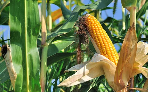 Ear of corn or maize